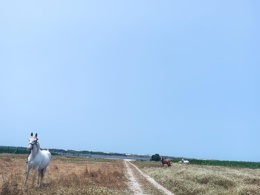 Casa Da Mareria Βίλα Gafanha da Boa Hora Εξωτερικό φωτογραφία